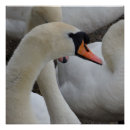 Recherche de cygne blanc posters Maison