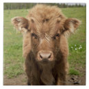 Recherche de veau carreaux Agriculture