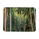 Recherche de polynésie française magnets Tropical