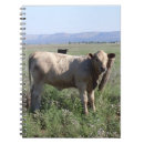 Recherche de vaches photographie Cow girl