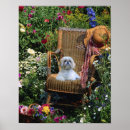 Recherche de tzu shih posters Shihtzu