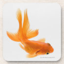 Recherche de poisson rouge dessous de verres Natation