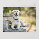 Recherche de labrador jaune cartes postales Mignon