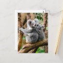 Recherche de koala gris cartes postales Mignon