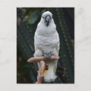 Recherche de perroquet mignon cartes postales Exotique