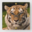Recherche de tiger horloges Gros chat