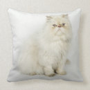 Recherche de persans coussins Chats