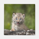 Recherche de début carrés magnets Faune