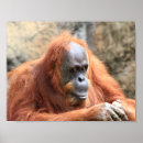Recherche de orang outan posters Animaux