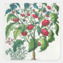Recherche de solanum Fruit