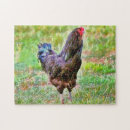 Recherche de rooster puzzles Oiseau