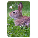 Recherche de photography magnets Animals