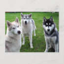 Recherche de huskies cartes postales Chien