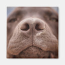 Recherche de labrador retriever magnets Chiot