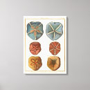 Recherche de collection impressions sur toile Coquille