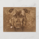 Recherche de staffordshire bull terrier cartes postales Dog