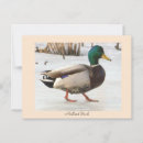 Recherche de salutation de canard Animaux
