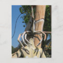 Recherche de crevettes cartes postales Homard