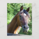 Recherche de cheval arabe cartes postales Beau