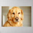 Recherche de golden retriever posters Mignonette