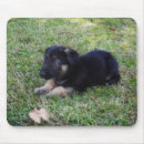 Recherche de berger allemand noir tapis souris Chiot