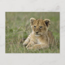Recherche de camouflage cartes postales Carnivore