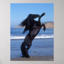 Recherche de friesian posters Stallion