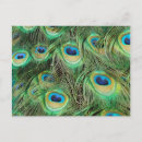 Recherche de beau paon cartes postales Animal