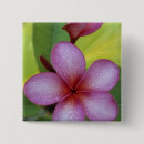 Recherche de plumeria badges Rose