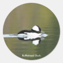 Recherche de buffleheads Oiseaux