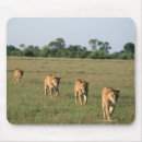 Recherche de le botswana tapis souris Faune
