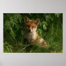 Recherche de renard posters Boisé