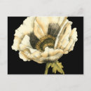 Recherche de arrière plan noir cartes postales Fleur