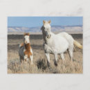 Recherche de poulain de cheval posters Sauge