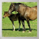 Recherche de foal Equine