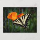 Recherche de papillons oranges cartes postales Insectes
