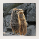 Recherche de meerkat puzzles Nature