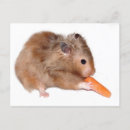 Recherche de régimes cartes postales Alimentation