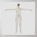 Recherche de nerf posters Anatomie