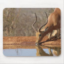 Recherche de gazelle tapis souris Animal