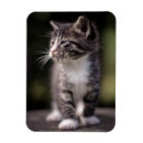 Recherche de chaton magnets Image de couleur