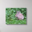 Recherche de lapin photographie Sauvage