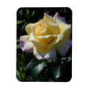 Recherche de beaut magnets Fleurs