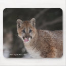 Recherche de pumas tapis souris Nature