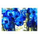 Recherche de orchidées bleues posters Élégant