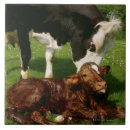 Recherche de veaux carreaux Dehors