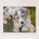 Recherche de australian shepherd puzzles Chiot
