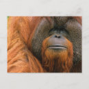 Recherche de orang outan cartes postales Pongo pygmaeus