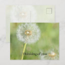Recherche de fleur de pissenlit cartes postales Pour tous