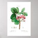Recherche de pistache posters Nature